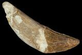 Primitive Whale (Basilosaur) Tooth - Dakhla, Morocco #106319-1